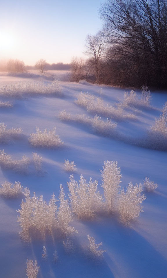 Snow-covered plants under purple sky in serene winter scene