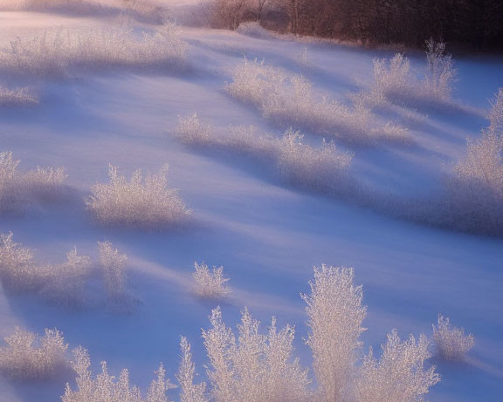 Snow-covered plants under purple sky in serene winter scene