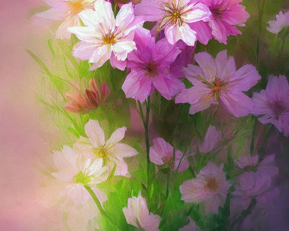 Delicate Pink and White Cosmos Flowers Digital Painting