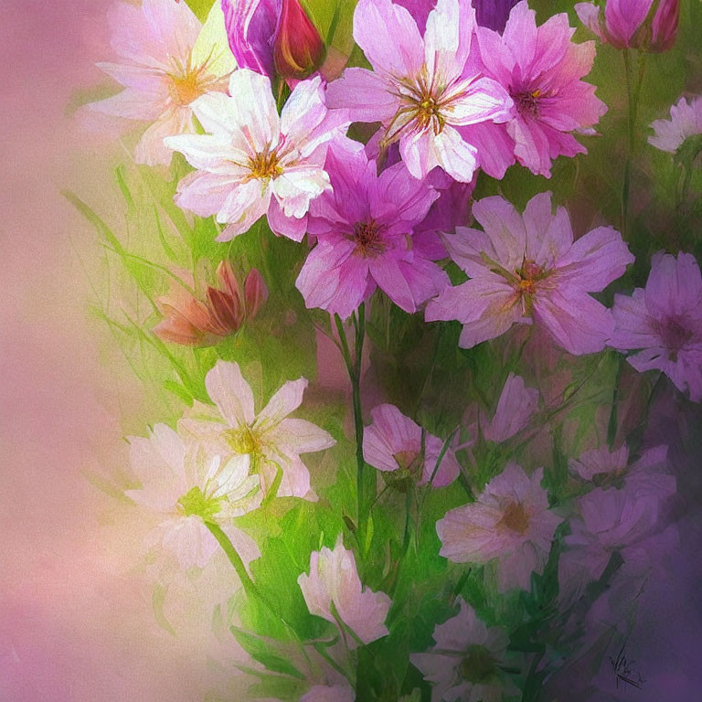Delicate Pink and White Cosmos Flowers Digital Painting