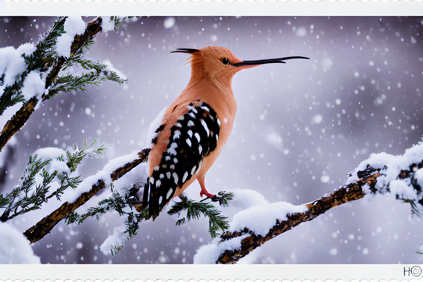 Distinctive Crested Hoopoe Bird on Snowy Pine Branch in Snowfall