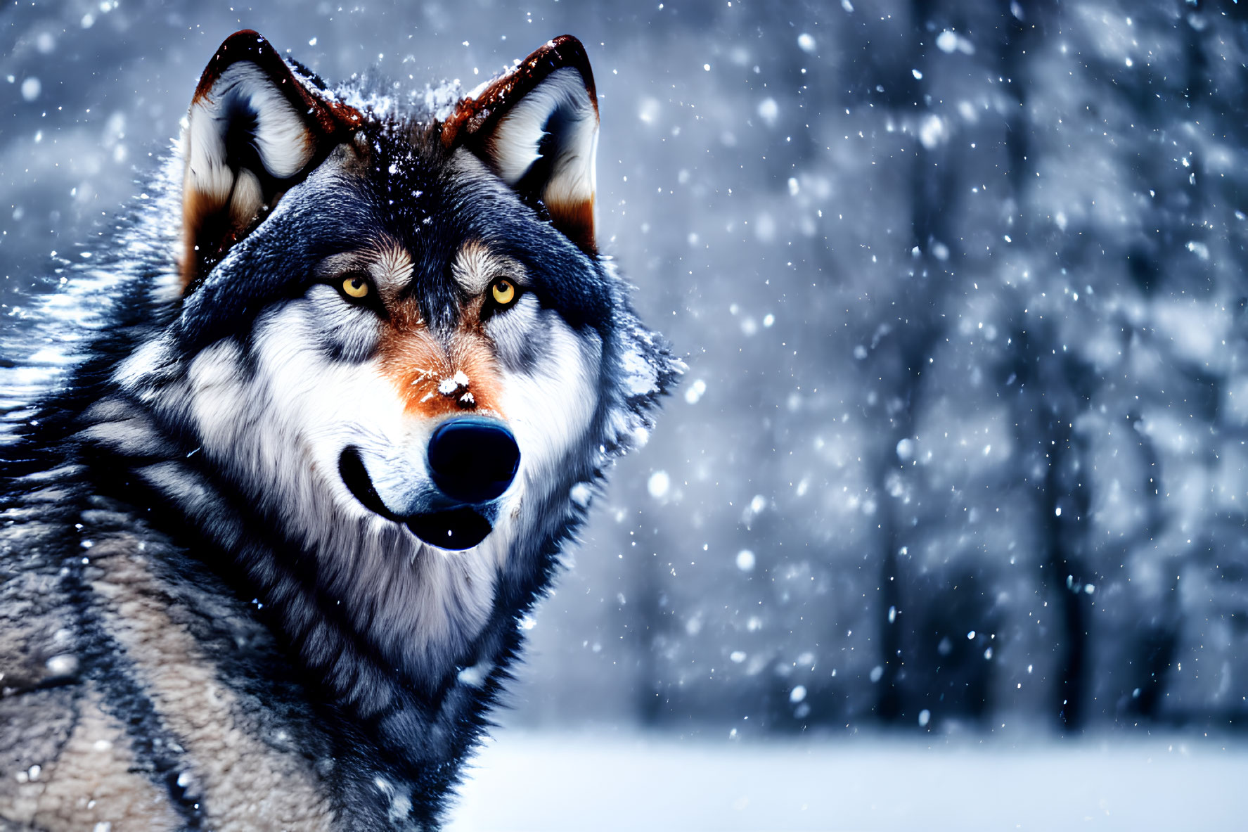 Grinning wolf with striking eyes in snowfall scenery