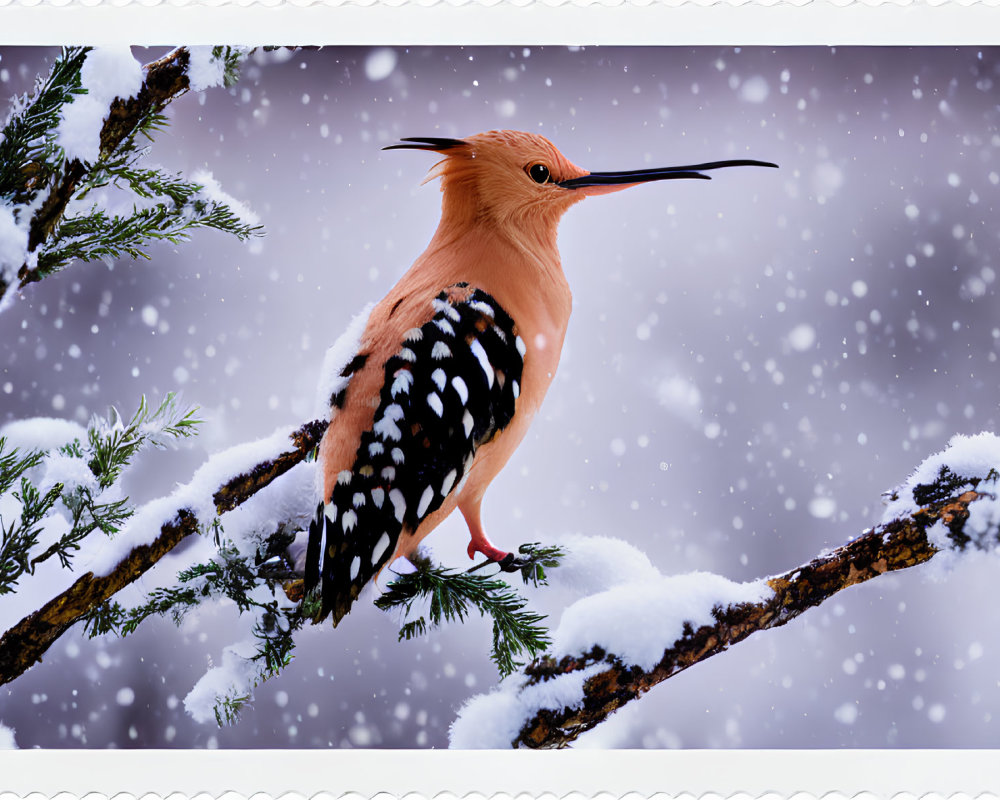 Distinctive Crested Hoopoe Bird on Snowy Pine Branch in Snowfall