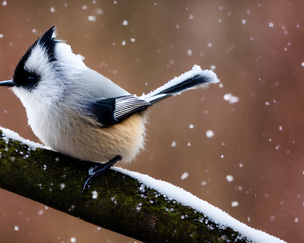 Tufted Titmouse on Snow-Covered Branch with Falling Snowflakes