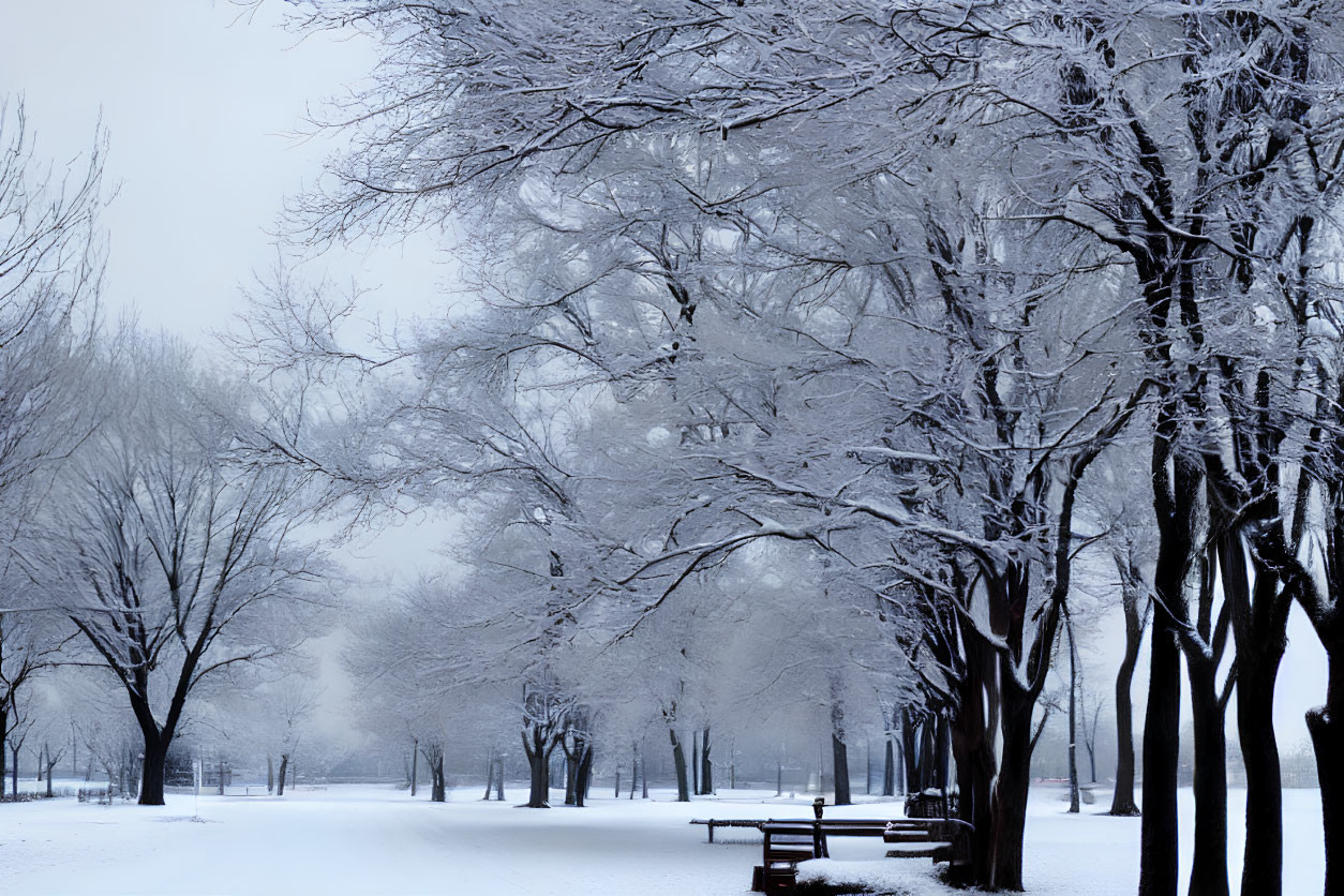 Winter Park Scene: Snow-Covered Trees, Benches, and Misty Background