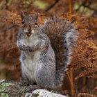 Squirrel on tree branch surrounded by autumn leaves