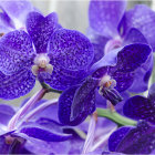 Colorful Orchids with Yellow and White Centers on Soft-focus Background