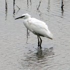 White Egret Surrounded by Pink Water Lilies and Orange Fish