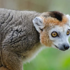 Detailed hyper-realistic lemur digital artwork with vivid orange eyes and fur textures in forest setting