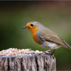 Colorful Robin Perched on Wooden Fence with Flowers