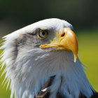 Colorful Eagle Head Digital Artwork on Paint-Splattered Background