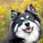 Siberian Husky with Blue and Brown Eyes in Festive Christmas Setting