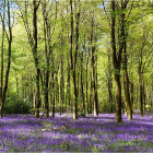 Lush forest scene with tall trees and purple flowers under soft light