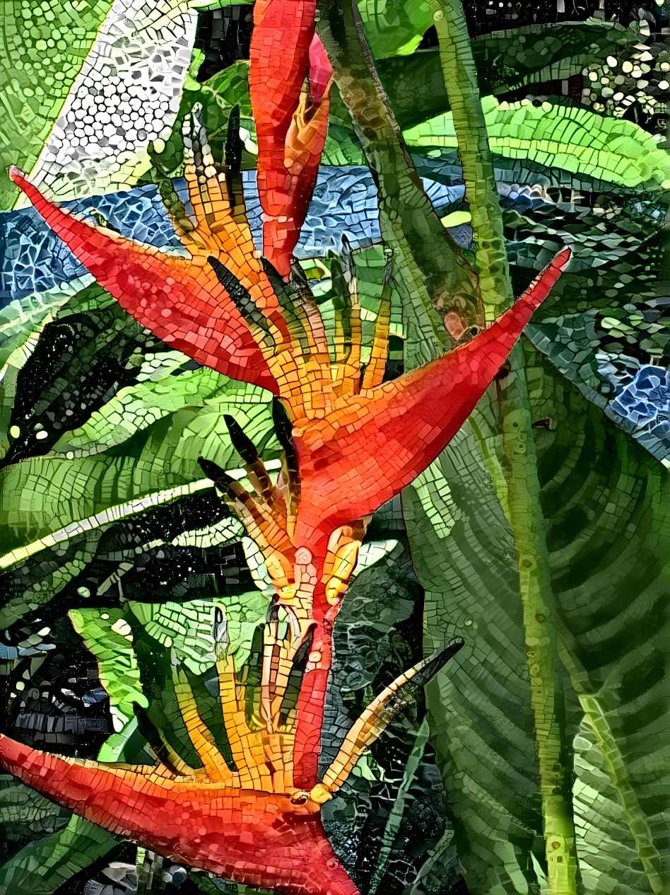 Bird of Paradise