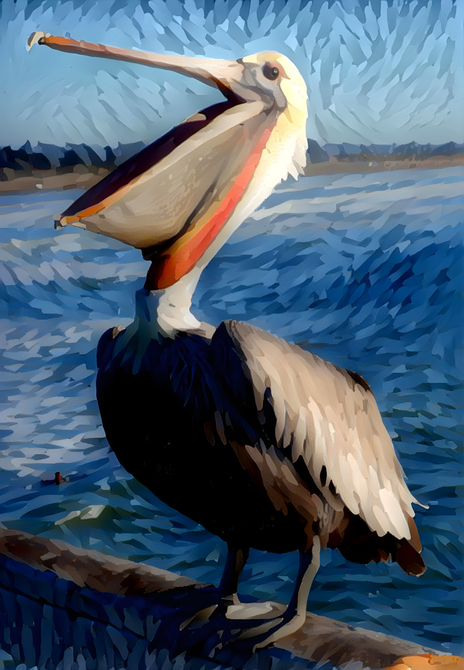 Laughing Pelican