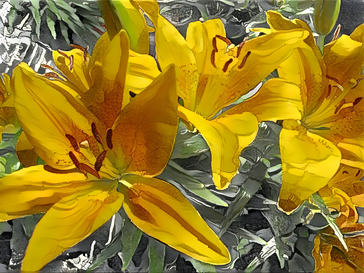 Daylilies