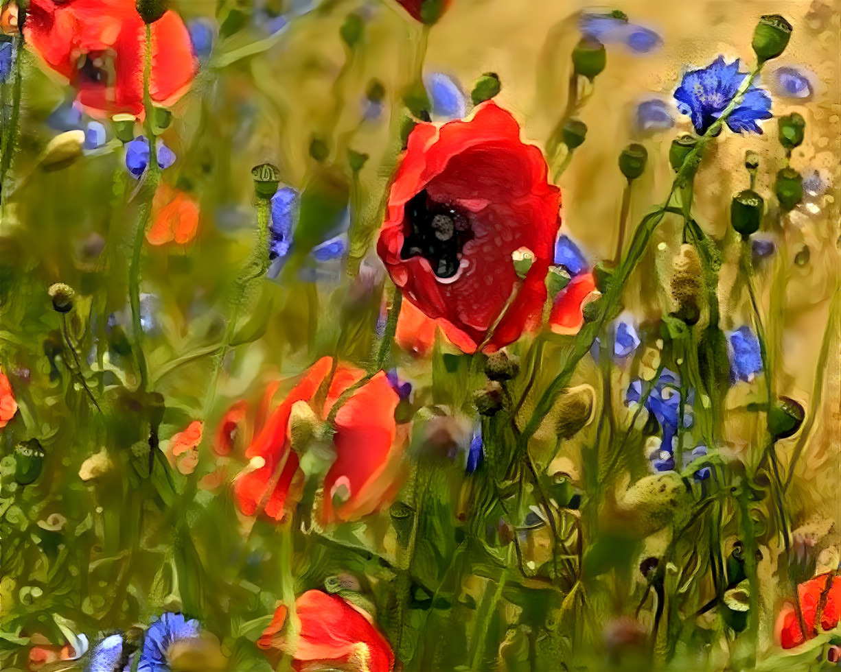 Poppy Field