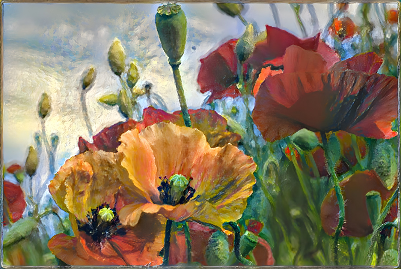 Poppies