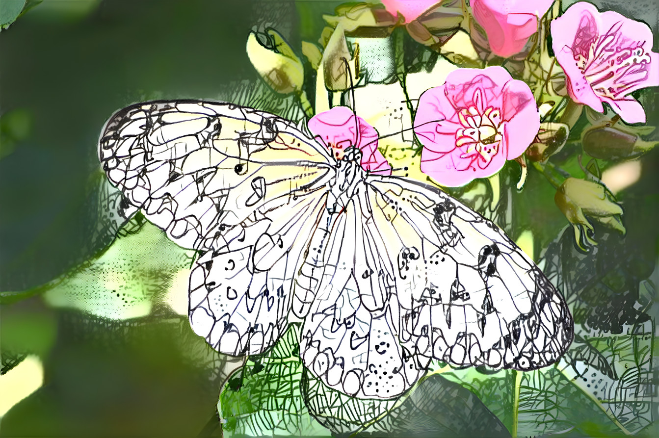 butterfly