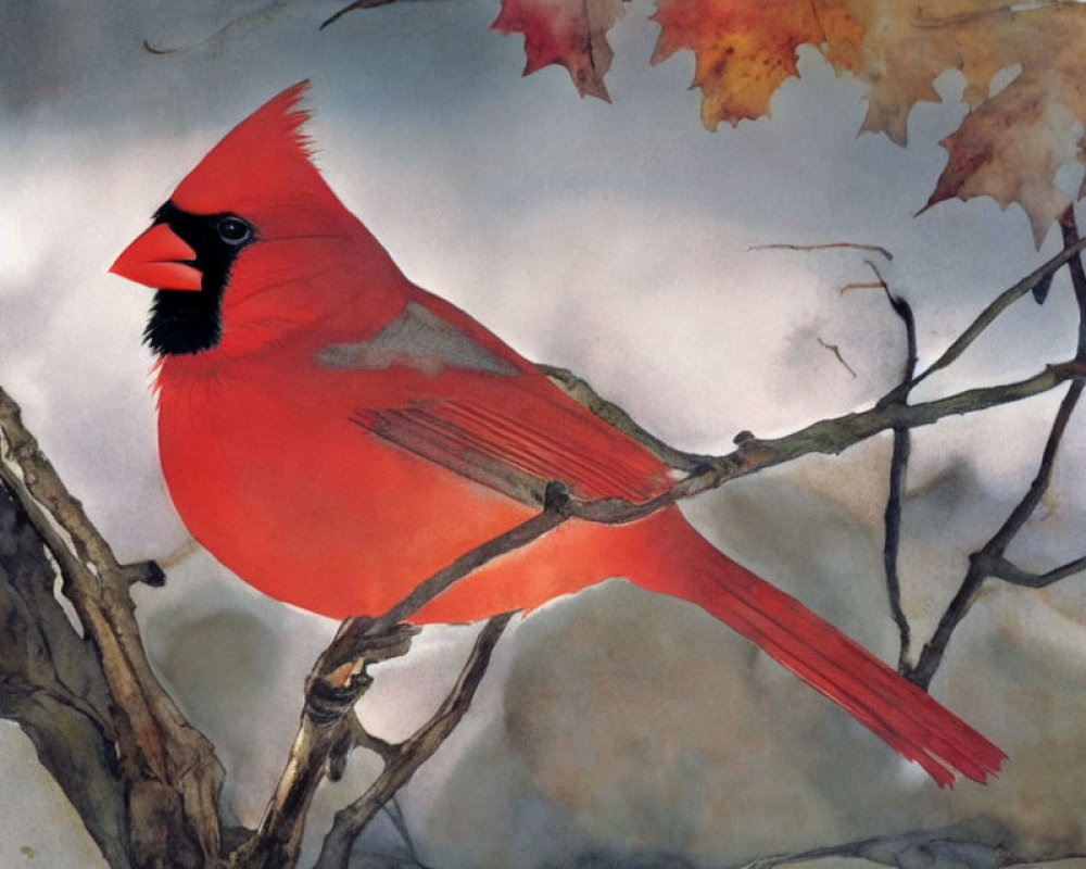 Red Cardinal Bird Perched on Bare Branch with Autumn Leaves