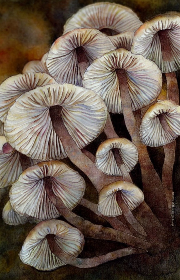 Detailed Watercolor Painted Mushrooms with Delicate Caps