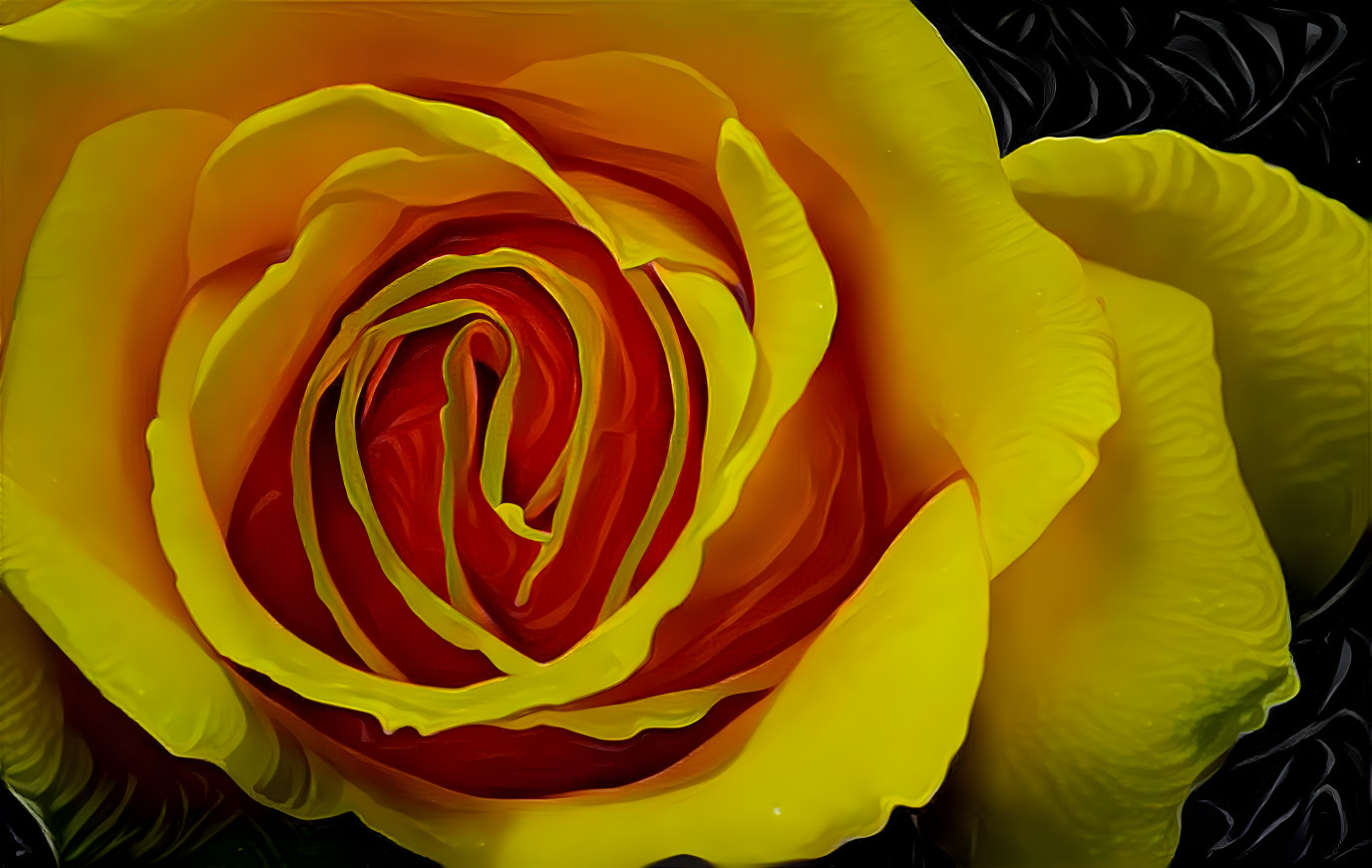 Yellow Rose