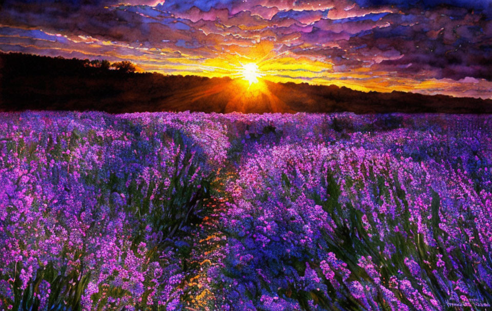 Lavender Field at Sunset with Purple and Orange Sky