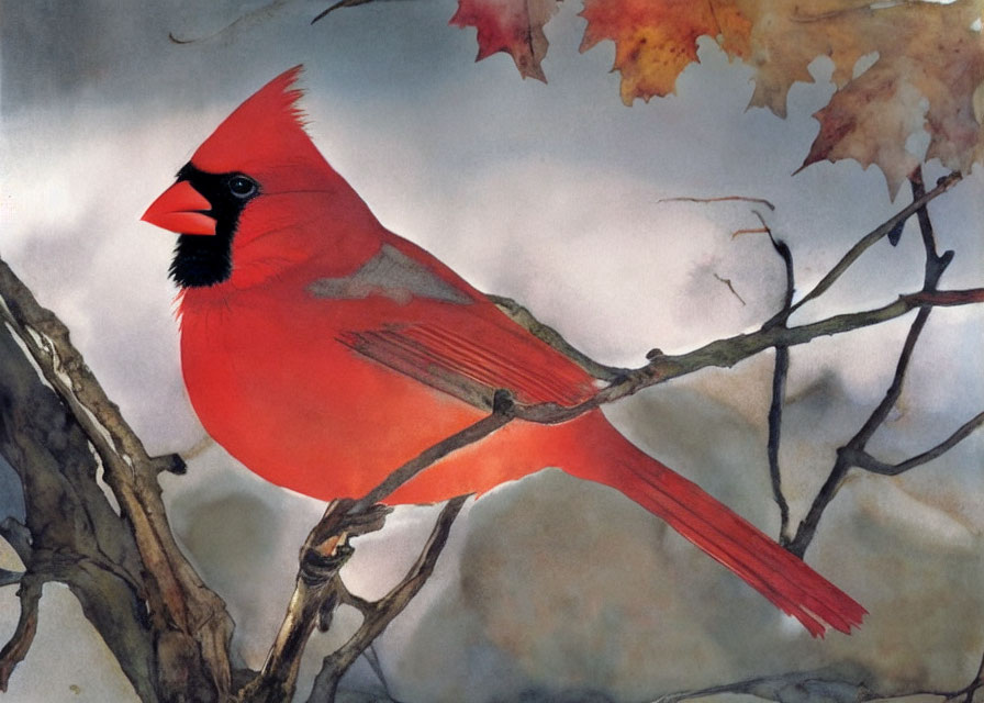 Red Cardinal Bird Perched on Bare Branch with Autumn Leaves