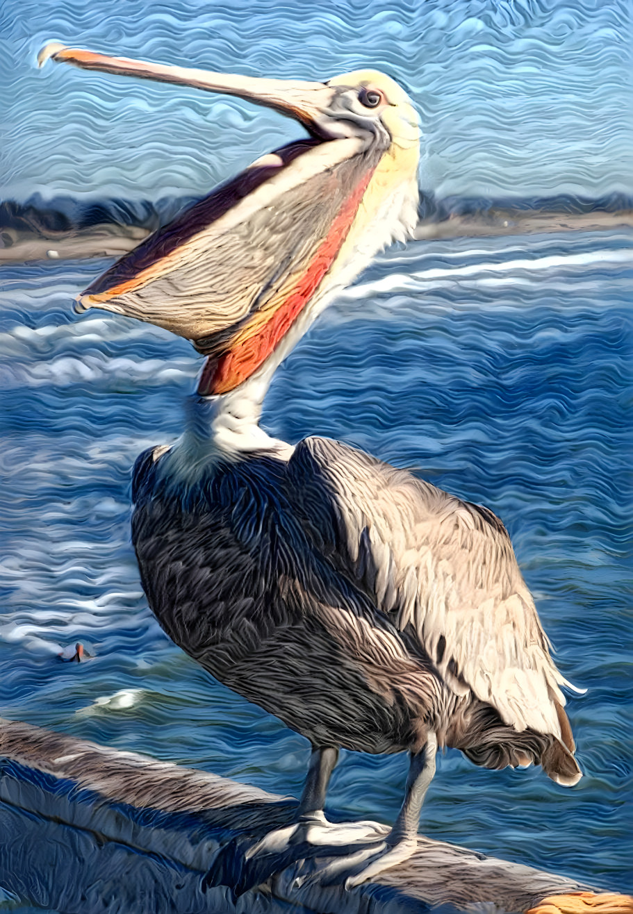 Pelican