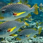 Vibrant tropical fish and coral reefs in underwater scene