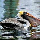 Pelican Floating on Water with Soft Watercolor Hues