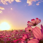 Colorful Sunset Flower Field with Silhouette Holding Umbrella