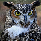 Vivid Owl Image with Colorful Feathers and Yellow Eyes