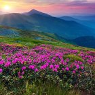 Colorful landscape with hills, pink flowers, swirling patterns, and a setting sun.