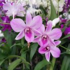 Vibrant Purple Orchids with Veined Leaves on Blurred Mosaic Background