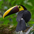 Surreal portrait with cosmic toucan head in lush celestial landscape