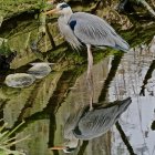 Vibrant Birds in Lush Nature Setting