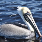 Colorful Pelican Illustration with Textured Plumage and Ocean Background