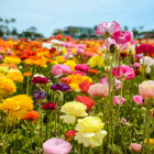 Multicolored roses in orderly rows under clear sky