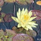 Vibrant water lilies painting with yellow and white bloom on blue water