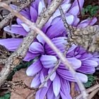 Vibrant Purple Crocus Flowers Among Brown Twigs and Water Droplets