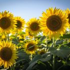 Bright sunflower field under blue sky with fluffy clouds