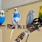 Colorful Budgerigars Perched on Branch in Digital Painting Style