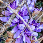 Purple Crocus Flowers Blooming Among White Blossoms