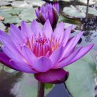 Purple water lily blooming in tranquil pond with lilypads and reflections