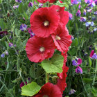 Colorful hollyhocks and wildflowers in a lush garden setting