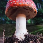 Colorful Mushroom Landscape in Fantasy Forest