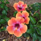 Colorful painting of red hibiscus flowers and lush green foliage