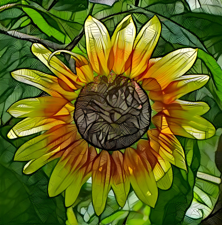 Sunflower