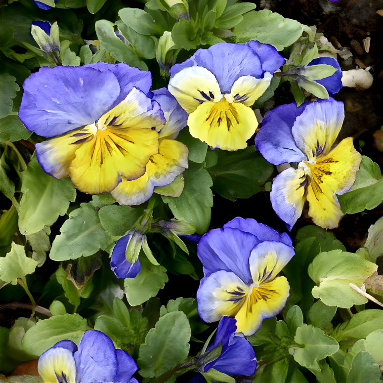 Pansy